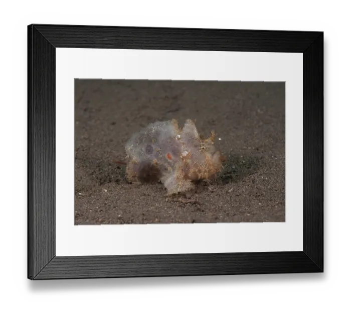 Framed Print : Scarlet frogfish / Freckled frogfish (Antennarius coccineus) on the seabed with its little white lure extended, Bali, Pacific Ocean Framed Print : Scarlet frogfish / Freckled frogfish (Antennarius coccineus) on the seabed with its little white lure extended, Bali, Pacific Ocean