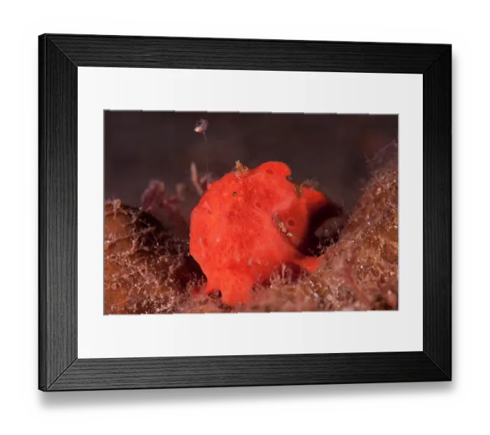 Framed Print : Painted frogfish (Antennarius pictus) waving its lure to attract prey, Lembeh Strait, North Sulawesi Framed Print : Painted frogfish (Antennarius pictus) waving its lure to attract prey, Lembeh Strait, North Sulawesi