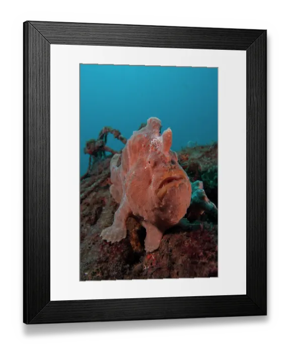 Framed Print : Giant frogfish (Antennarius commerson) portrait, Bali, Pacific Ocean Framed Print : Giant frogfish (Antennarius commerson) portrait, Bali, Pacific Ocean