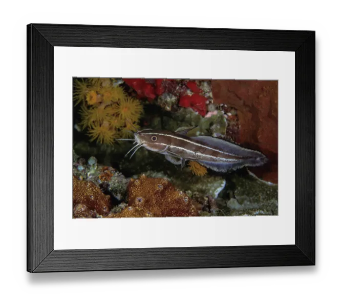Framed Print : Striped catfish (Plotosus lineatus) foraging at night on the reef, Lembeh Strait, North Sulawesi Framed Print : Striped catfish (Plotosus lineatus) foraging at night on the reef, Lembeh Strait, North Sulawesi