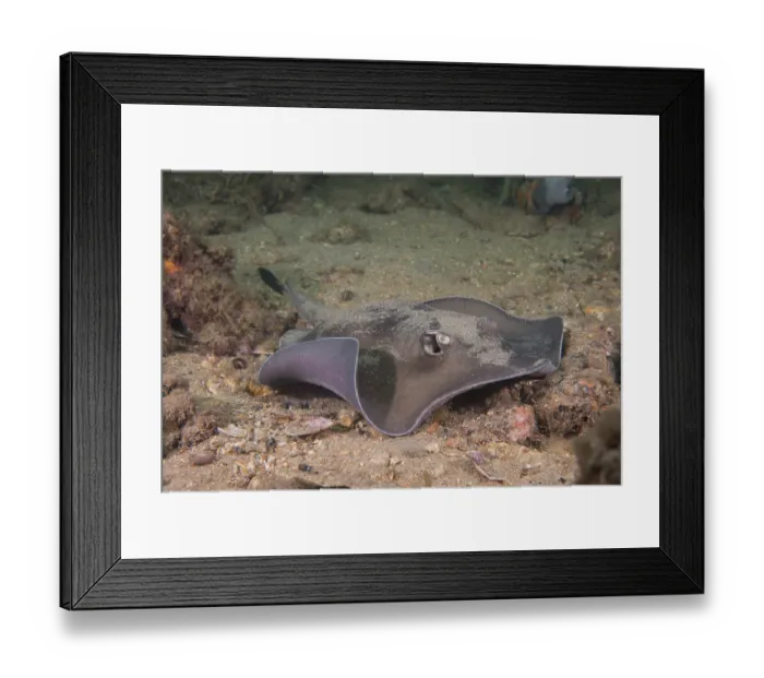Framed Print : Sparsely spotted stingaree (Urolophus paucimaculatus) on the seabed, Edithburgh, South Australia, Pacific Ocean Framed Print : Sparsely spotted stingaree (Urolophus paucimaculatus) on the seabed, Edithburgh, South Australia, Pacific Ocean