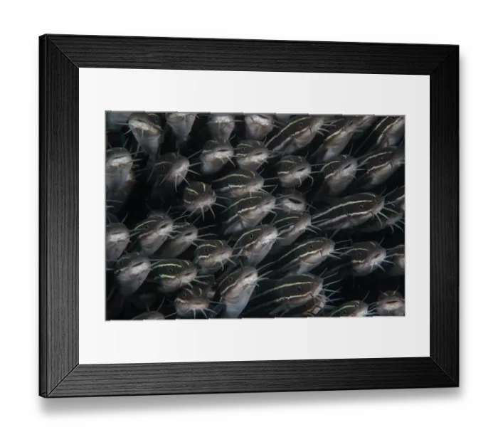 Framed Print : School of Striped catfish (Plotosus lineatus) packed tightly together for protection, Bali, Pacific Ocean Framed Print : School of Striped catfish (Plotosus lineatus) packed tightly together for protection, Bali, Pacific Ocean