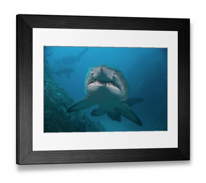 Framed Print : Sand tiger shark / Grey nurse shark (Carcharias taurus) portrait, New South Wales, Australia, Pacific Ocean. Critically endangered Framed Print : Sand tiger shark / Grey nurse shark (Carcharias taurus) portrait, New South Wales, Australia, Pacific Ocean. Critically endangered