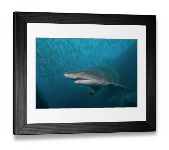 Framed Print : Sand tiger shark / Grey nurse shark (Carcharias taurus) portrait, New South Wales, Australia, Pacific Ocean. Critically endangered Framed Print : Sand tiger shark / Grey nurse shark (Carcharias taurus) portrait, New South Wales, Australia, Pacific Ocean. Critically endangered