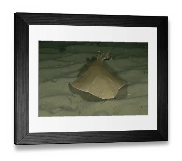 Framed Print : Australian angel shark (Squatina australis) swimming over sandy seabed at night, Rye jetty, Victoria, Australia, Pacific Ocean Framed Print : Australian angel shark (Squatina australis) swimming over sandy seabed at night, Rye jetty, Victoria, Australia, Pacific Ocean