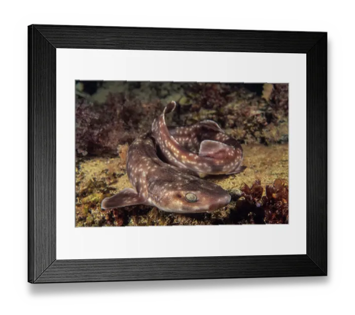 Framed Print : Gulf catshark (Asymbolus vincenti) resting on the seabed, South Australia, Pacific Ocean Framed Print : Gulf catshark (Asymbolus vincenti) resting on the seabed, South Australia, Pacific Ocean