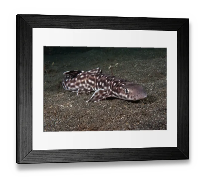 Framed Print : Coral catshark (Atelomycterus marmoratus) resting on the seabed, Lembeh Strait, North Sulawesi Framed Print : Coral catshark (Atelomycterus marmoratus) resting on the seabed, Lembeh Strait, North Sulawesi