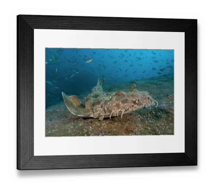 Framed Print : Spotted wobbegong shark (Orectolobus maculatus) portrait, New South Wales, Australia, Pacific Ocean Framed Print : Spotted wobbegong shark (Orectolobus maculatus) portrait, New South Wales, Australia, Pacific Ocean