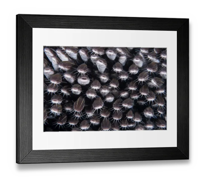 Framed Print : School of Striped catfish (Plotosus lineatus) packed tightly together for protection, Bali, Pacific Ocean Framed Print : School of Striped catfish (Plotosus lineatus) packed tightly together for protection, Bali, Pacific Ocean