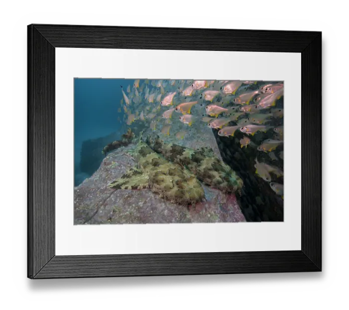 Framed Print : School of Black-tipped bullseyes (Pempheris affinis) swimming over a pair of Ornate wobbegongs ((Orectolobus ornatus) resting on a rocky ledge, New South Wales, Australia Framed Print : School of Black-tipped bullseyes (Pempheris affinis) swimming over a pair of Ornate wobbegongs ((Orectolobus ornatus) resting on a rocky ledge, New South Wales, Australia