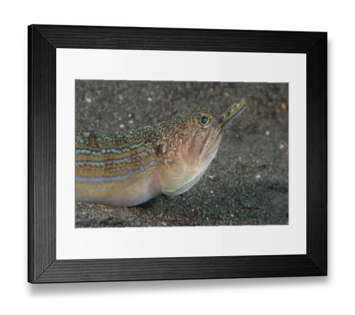 Framed Print : Snakefish (Trachinocephalus myops) swallowing a Dragonet prey, Bali, Pacific Ocean Framed Print : Snakefish (Trachinocephalus myops) swallowing a Dragonet prey, Bali, Pacific Ocean