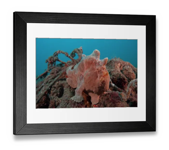 Framed Print : Giant frogfish (Antennarius commerson) portrait, Bali, Pacific Ocean