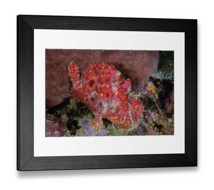 Framed Print : Scarlet frogfish  /  Freckled frogfish (Antennarius coccineus) portrait, Bunaken Marine Park, North Sulawesi, Pacific Ocean