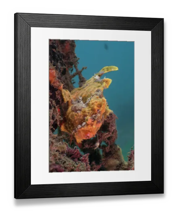 Framed Print : Painted frogfish (Antennarius pictus) waving its lure in an attempt to attract prey, Bali, Pacific Ocean Framed Print : Painted frogfish (Antennarius pictus) waving its lure in an attempt to attract prey, Bali, Pacific Ocean