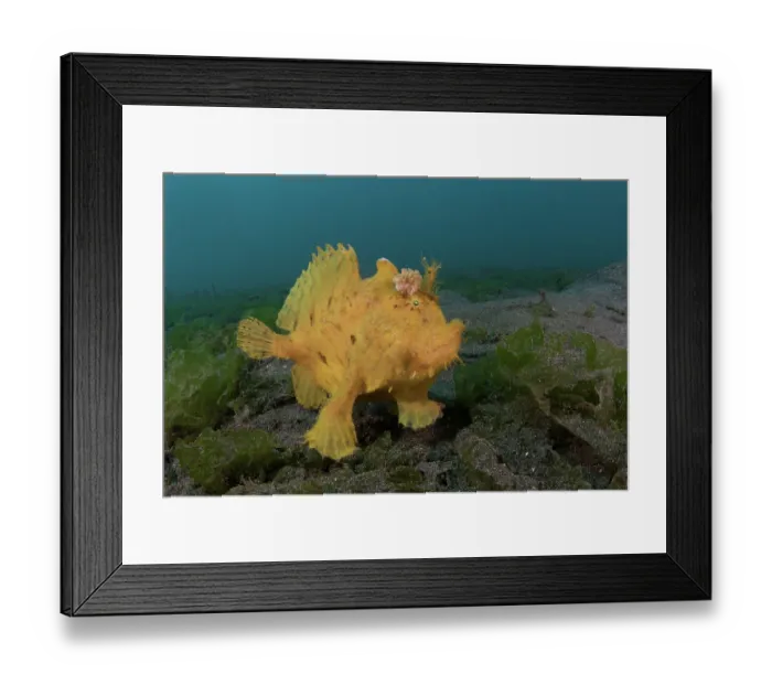 Framed Print : Hispid frogfish / Shaggy frogfish (Antennarius hispidus) portrait, Bali, Pacific Ocean Framed Print : Hispid frogfish / Shaggy frogfish (Antennarius hispidus) portrait, Bali, Pacific Ocean