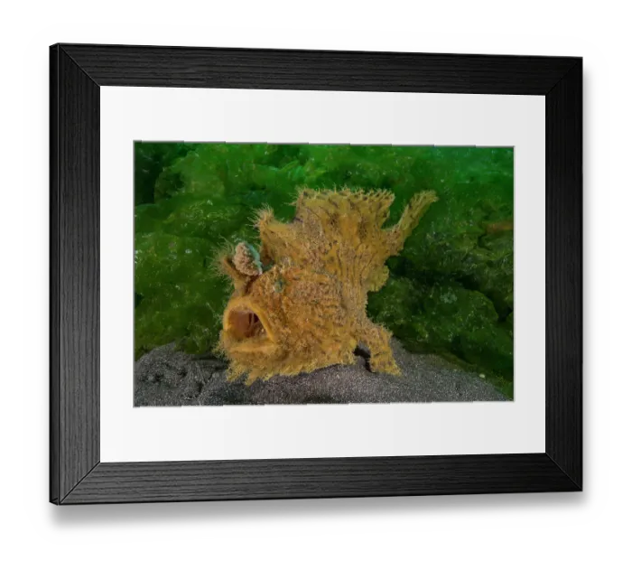 Framed Print : Hispid frogfish / Shaggy frogfish (Antennarius hispidus) portrait, Bali, Pacific Ocean Framed Print : Hispid frogfish / Shaggy frogfish (Antennarius hispidus) portrait, Bali, Pacific Ocean
