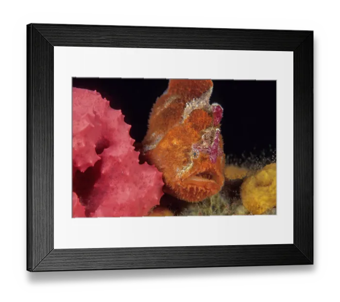 Framed Print : Prickly anglerfish (Echinophryne crassispina) portrait, Edithburgh, South Australia, Pacific Ocean Framed Print : Prickly anglerfish (Echinophryne crassispina) portrait, Edithburgh, South Australia, Pacific Ocean