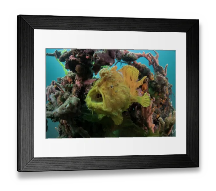 Framed Print : Hispid frogfish / Shaggy frogfish (Antennarius hispidus) resting among sponges on an artificial reef structure, Bali, Pacific Ocean Framed Print : Hispid frogfish / Shaggy frogfish (Antennarius hispidus) resting among sponges on an artificial reef structure, Bali, Pacific Ocean