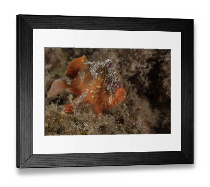 Framed Print : Prickly anglerfish (Echinophryne crassispina) portrait, Edithburgh, South Australia, Pacific Ocean Framed Print : Prickly anglerfish (Echinophryne crassispina) portrait, Edithburgh, South Australia, Pacific Ocean