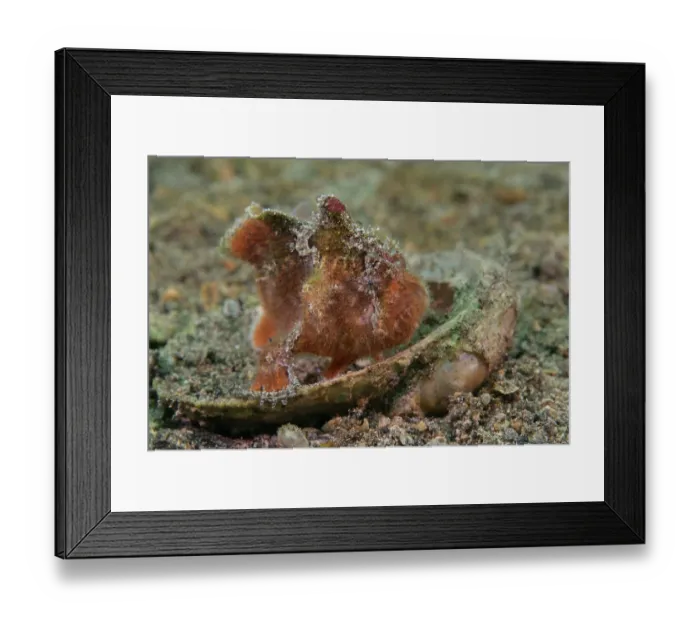 Framed Print : Prickly anglerfish (Echinophryne crassispina) portrait, Edithburgh, South Australia, Pacific Ocean Framed Print : Prickly anglerfish (Echinophryne crassispina) portrait, Edithburgh, South Australia, Pacific Ocean