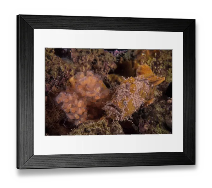 Framed Print : Smooth anglerfish / Whitespotted anglerfish (Phyllophryne scortea) guarding a clutch of eggs with eyes of the developing embryos visible, Edithburgh, South Australia Framed Print : Smooth anglerfish / Whitespotted anglerfish (Phyllophryne scortea) guarding a clutch of eggs with eyes of the developing embryos visible, Edithburgh, South Australia