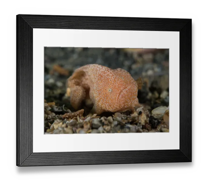 Framed Print : Narungga anglerfish {Histiophryne narungga) is a small species of frogfish that has no rod and lure, portrait, known only from Edithburgh, South Australia, pacific Ocean Framed Print : Narungga anglerfish {Histiophryne narungga) is a small species of frogfish that has no rod and lure, portrait, known only from Edithburgh, South Australia, pacific Ocean