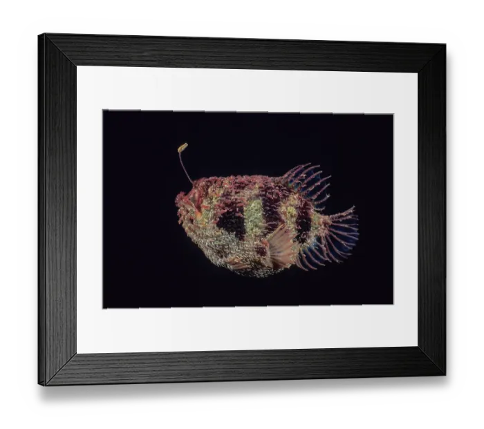 Framed Print : Tasselled anglerfish (Rhycherus filamentosus) portrait, Edithburgh, South Australia, Pacific Ocean Framed Print : Tasselled anglerfish (Rhycherus filamentosus) portrait, Edithburgh, South Australia, Pacific Ocean