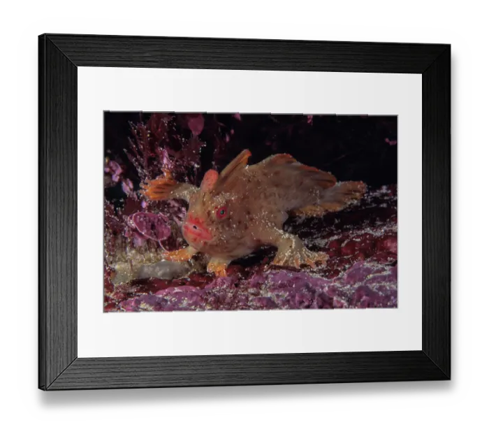 Framed Print : Red handfish (Thymichthys politus) camouflaged on seabed, near Sorell, Tasmania, Australia, Pacific Ocean. Critically endangered Framed Print : Red handfish (Thymichthys politus) camouflaged on seabed, near Sorell, Tasmania, Australia, Pacific Ocean. Critically endangered