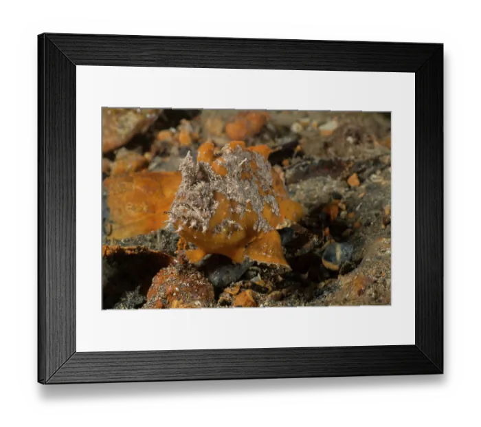 Framed Print : Smooth anglerfish / Whitespotted anglerfish (Phyllophryne scortea) camouflaged on seabed, Edithburgh, South Australia, Pacific Ocean Framed Print : Smooth anglerfish / Whitespotted anglerfish (Phyllophryne scortea) camouflaged on seabed, Edithburgh, South Australia, Pacific Ocean