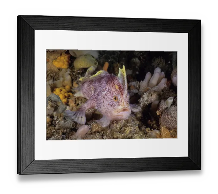 Framed Print : Ziebell's handfish (Brachiopsilus ziebelli) portrait, Tasman Peninsula, Tasmania, Australia, Pacific Ocean. Critically endangered Framed Print : Ziebell's handfish (Brachiopsilus ziebelli) portrait, Tasman Peninsula, Tasmania, Australia, Pacific Ocean. Critically endangered