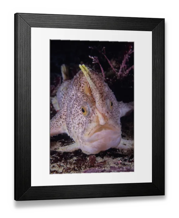 Framed Print : Ziebell's handfish (Brachiopsilus ziebelli) portrait, Tasman Peninsula, Tasmania, Australia, Pacific Ocean. Critically endangered Framed Print : Ziebell's handfish (Brachiopsilus ziebelli) portrait, Tasman Peninsula, Tasmania, Australia, Pacific Ocean. Critically endangered