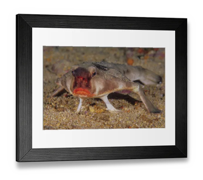 Framed Print : Red-lipped batfish (Ogcocephalus darwini) portrait, Galapagos Islands, Pacific Ocean Framed Print : Red-lipped batfish (Ogcocephalus darwini) portrait, Galapagos Islands, Pacific Ocean
