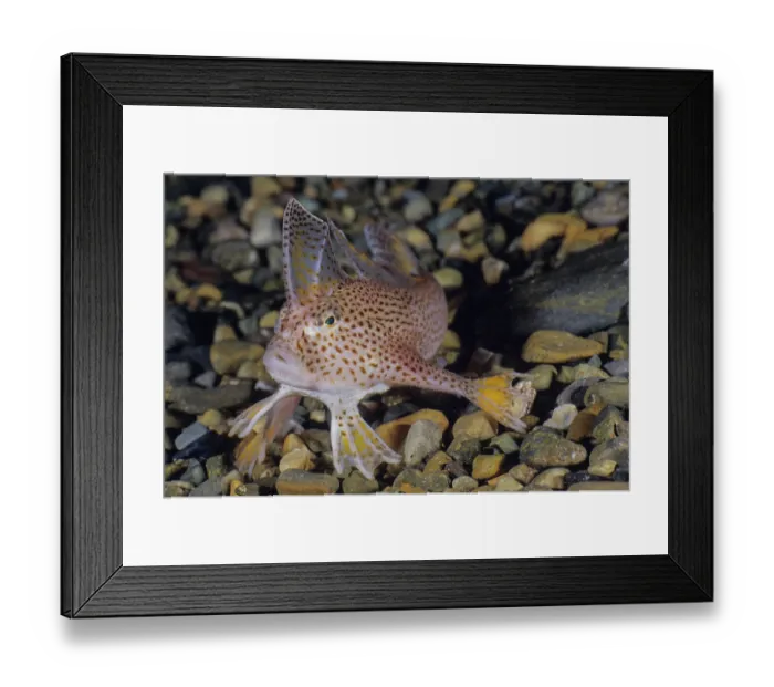 Framed Print : Spotted handfish (Brachionichthys hirsutus) portrait, Tasmania, Australia, Pacific Ocean. Critically endangered Framed Print : Spotted handfish (Brachionichthys hirsutus) portrait, Tasmania, Australia, Pacific Ocean. Critically endangered