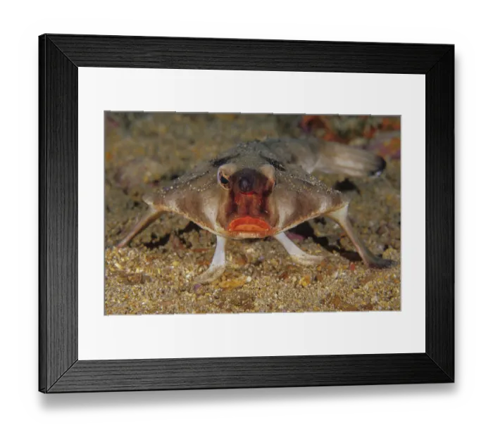 Framed Print : Red-lipped batfish (Ogcocephalus darwini) portrait, Galapagos Islands, Pacific Ocean Framed Print : Red-lipped batfish (Ogcocephalus darwini) portrait, Galapagos Islands, Pacific Ocean