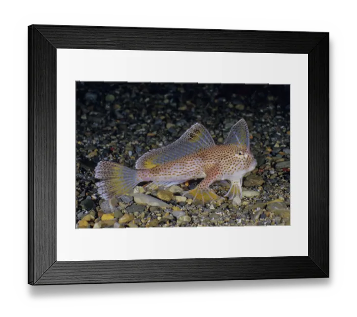 Framed Print : Spotted handfish (Brachionichthys hirsutus) portrait, Tasmania, Australia, Pacific Ocean. Critically endangered Framed Print : Spotted handfish (Brachionichthys hirsutus) portrait, Tasmania, Australia, Pacific Ocean. Critically endangered