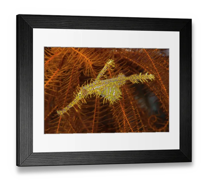 Framed Print : Harlequin ghost pipefish / Ornate ghost pipefish (Solenostomus paradoxus) female, hanging in front of a feather star crinoid Framed Print : Harlequin ghost pipefish / Ornate ghost pipefish (Solenostomus paradoxus) female, hanging in front of a feather star crinoid