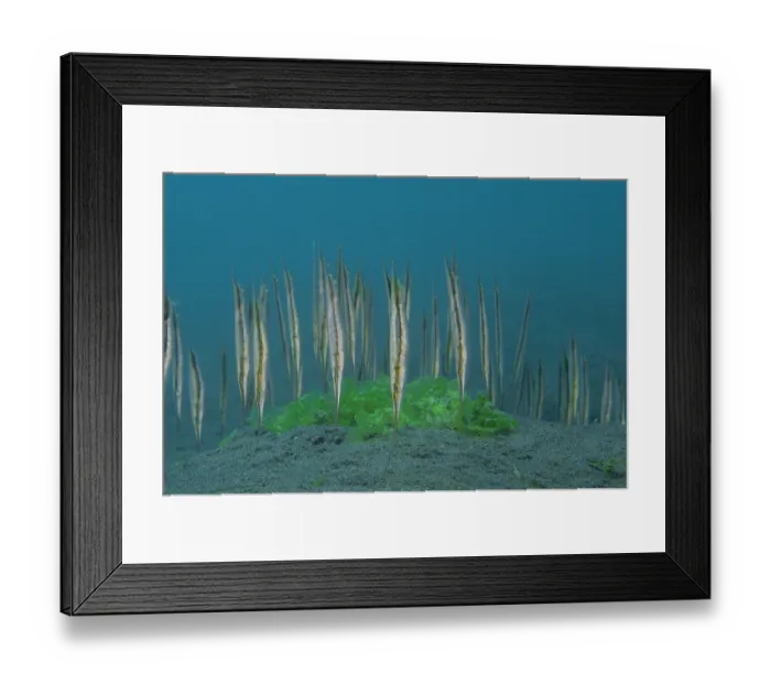 Framed Print : School of Hinged shrimpfish (Aeoliscus strigatus) on seabed, portrait, Bali, Pacific Ocean Framed Print : School of Hinged shrimpfish (Aeoliscus strigatus) on seabed, portrait, Bali, Pacific Ocean
