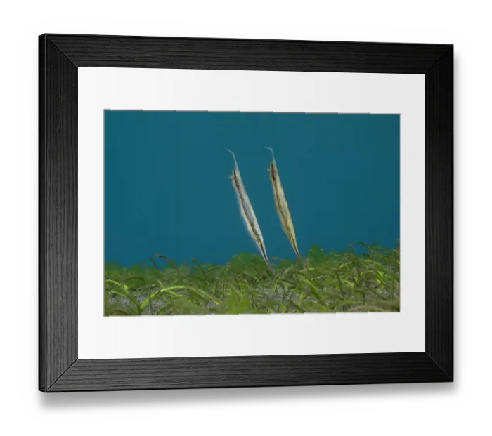 Framed Print : Two Hinged shrimpfish (Aeoliscus strigatus) on the seabed, portrait, Bali, Pacific Ocean Framed Print : Two Hinged shrimpfish (Aeoliscus strigatus) on the seabed, portrait, Bali, Pacific Ocean