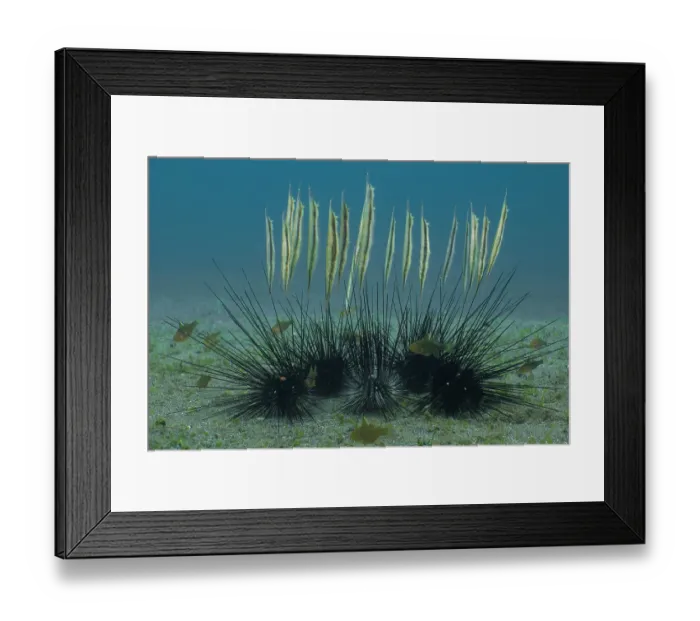 Framed Print : School of Hinged shrimpfish (Aeoliscus strigatus) hanging above a group of Black long-spined sea urchins ( Diadema setosum), Bali, Pacific Ocean Framed Print : School of Hinged shrimpfish (Aeoliscus strigatus) hanging above a group of Black long-spined sea urchins ( Diadema setosum), Bali, Pacific Ocean