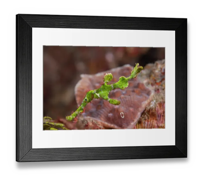 Framed Print : Halimeda ghost pipefish (Solenostomus halimeda) portrait, Lembeh Strait, North Sulawesi Framed Print : Halimeda ghost pipefish (Solenostomus halimeda) portrait, Lembeh Strait, North Sulawesi