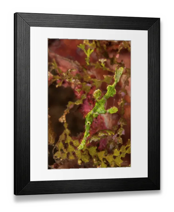 Framed Print : Halimeda ghost pipefish (Solenostomus halimeda) swimming past Halimeda algae from which it gets its name and where its shape and colouration provide it with excellent camouflage Framed Print : Halimeda ghost pipefish (Solenostomus halimeda) swimming past Halimeda algae from which it gets its name and where its shape and colouration provide it with excellent camouflage