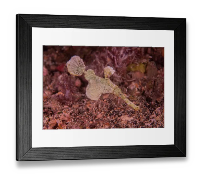 Framed Print : Halimeda ghost pipefish (Solenostomus halimeda) female, portrait, Milne Bay, Papua New Guinea, Pacific Ocean Framed Print : Halimeda ghost pipefish (Solenostomus halimeda) female, portrait, Milne Bay, Papua New Guinea, Pacific Ocean