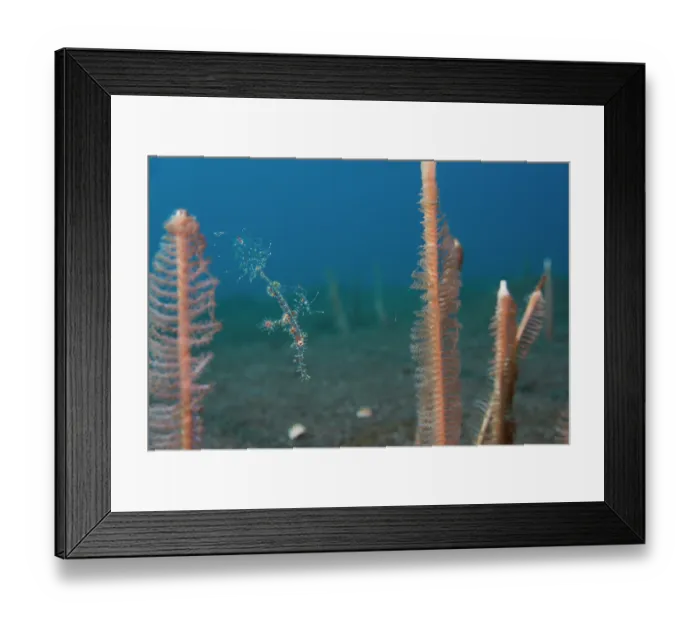 Framed Print : Harlequin ghost pipefish / Ornate ghost pipefish (Solenostomus paradoxus) small juvenile less than an inch in length and still almost transparent, swimming among sea pens, Bali Framed Print : Harlequin ghost pipefish / Ornate ghost pipefish (Solenostomus paradoxus) small juvenile less than an inch in length and still almost transparent, swimming among sea pens, Bali