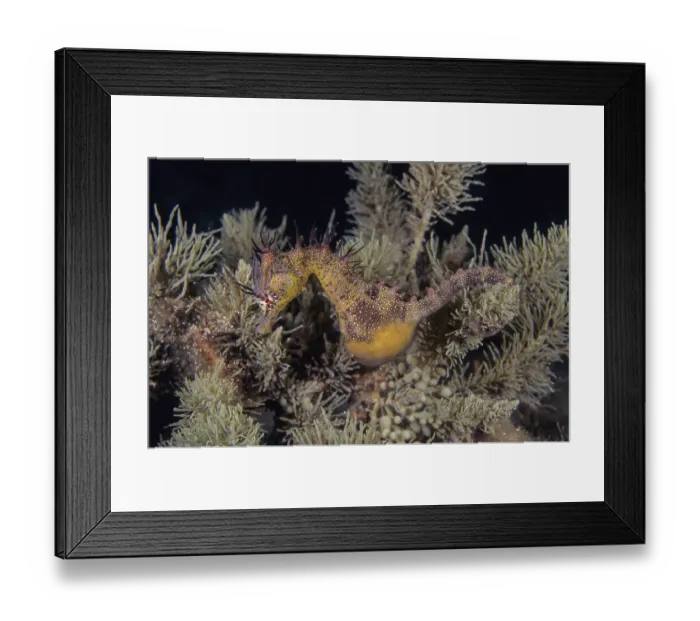 Framed Print : Short-headed seahorse (Hippocampus breviceps) with two parasitic isopods clinging to its head, Edithburgh, South Australia, Pacific Ocean Framed Print : Short-headed seahorse (Hippocampus breviceps) with two parasitic isopods clinging to its head, Edithburgh, South Australia, Pacific Ocean