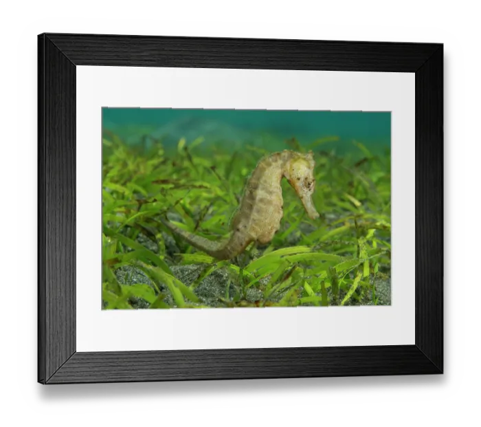 Framed Print : Common seahorse (Hippocampus taeniopterus) foraging in sea grass for small crustaceans and tiny fish to eat, Bali, Indonesia, Pacific Ocean