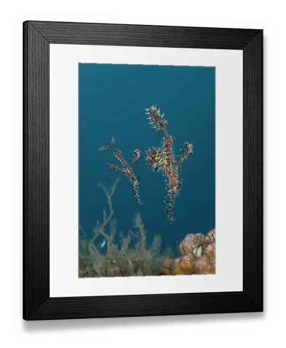 Framed Print : Harlequin ghost pipefish / Ornate ghost pipefish (Solenostomus paradoxus) pair, the female is the larger of the two and has a brood pouch swollen with developing eggs, Bali Framed Print : Harlequin ghost pipefish / Ornate ghost pipefish (Solenostomus paradoxus) pair, the female is the larger of the two and has a brood pouch swollen with developing eggs, Bali