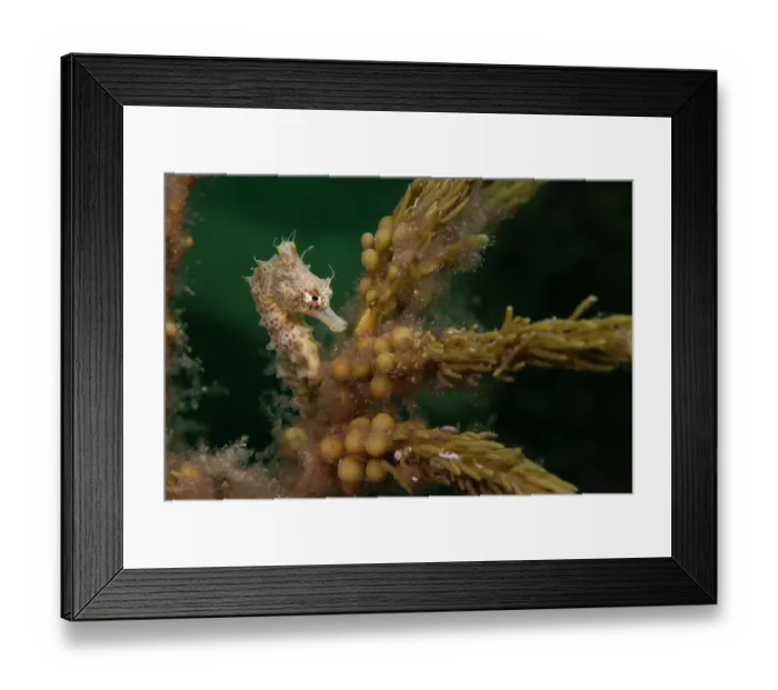 Framed Print : Short-headed seahorse (Hippocampus breviceps) camouflaged among seaweed, Edithburgh, South Australia, Pacific Ocean Framed Print : Short-headed seahorse (Hippocampus breviceps) camouflaged among seaweed, Edithburgh, South Australia, Pacific Ocean