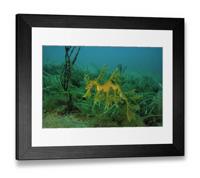 Framed Print : Leafy seadragon (Phycodurus eques) portrait, Rapid Bay, South Australia, Pacific Ocean Framed Print : Leafy seadragon (Phycodurus eques) portrait, Rapid Bay, South Australia, Pacific Ocean