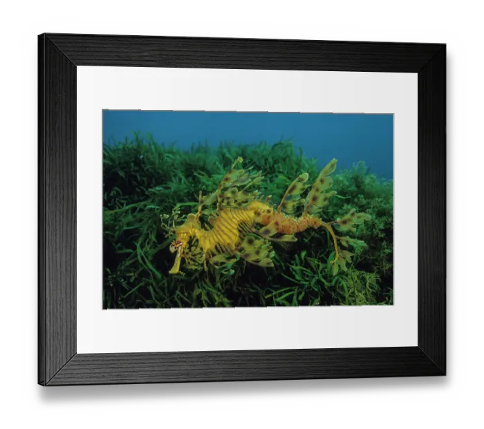 Framed Print : Leafy seadragon (Phycodurus eques) male, carrying eggs in brood pouch on its abdomen, Kangaroo Island, South Australia, Pacific Ocean