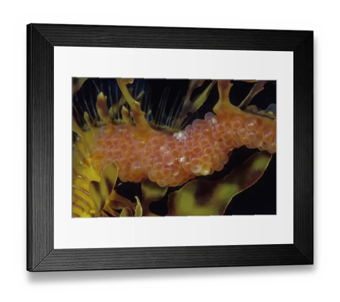 Framed Print : Leafy seadragon (Phycodurus eques) male, carrying eggs in brood pouch on its abdomen, Kangaroo Island, South Australia, Pacific Ocean
